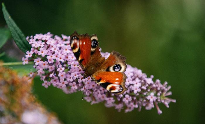 wildlife